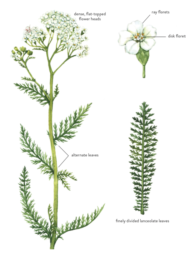 An illustrated botanical diagram of a yarrow plant (Achillea millefolium). The main image shows the plant's upright stem with alternate, finely divided lanceolate leaves and dense, flat-topped clusters of small white flowers. The flower cluster is labeled to show "ray florets" and "disk florets." A detailed drawing of a single flower and a close-up of a single leaf are included on the right side for better identification.