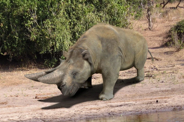 A scientifically reconstructed rendering of Emela-Ntouka, an extinct, prehistoric mammal with two large, forward-facing horns, depicted standing near a body of water.